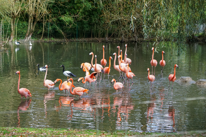 Amimaux et flore pris au parc de Branféré