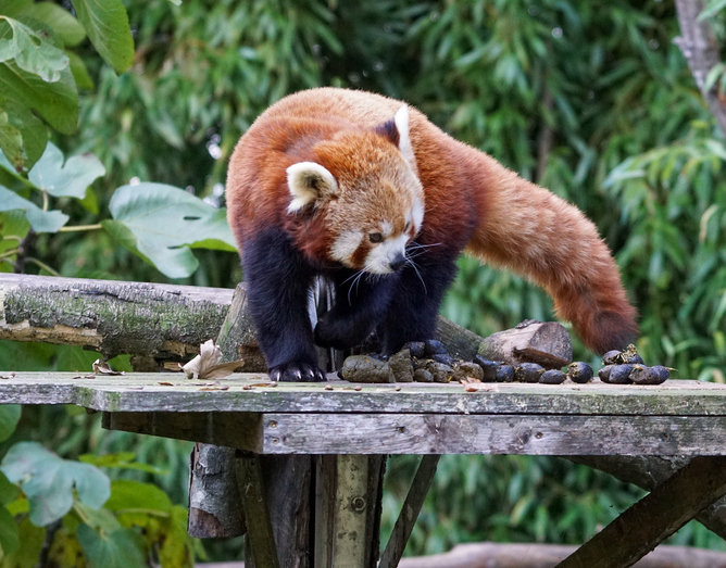 Tiere und Flora im Park Branféré aufgenommen